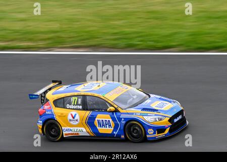 BTCC 2023, British Touring Car Championship, Brands Hatch Circuit, Sam Osborne, Nummer 77, Napa Racing UK. Ford Focus Stockfoto