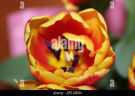 Nahaufnahme einer orangefarbenen und roten Tulpe Stockfoto