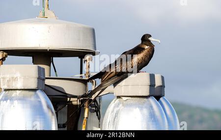 Fregatten-ariel-Vogel-an-der-Straße-Lampe Stockfoto