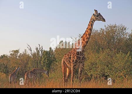 Masai Giraffe im Masai Mara National Park Reserve Kenia Afrika Stockfoto