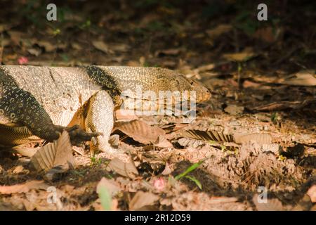 Der Salvator ist ein Reptil. Sie sind von Natur aus aktiv für lebende Schlachtkörper. Stockfoto