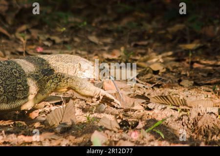 Der Salvator ist ein Reptil. Sie sind von Natur aus aktiv für lebende Schlachtkörper. Stockfoto