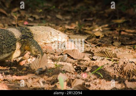 Der Salvator ist ein Reptil. Sie sind von Natur aus aktiv für lebende Schlachtkörper. Stockfoto