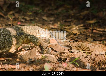 Der Salvator ist ein Reptil. Sie sind von Natur aus aktiv für lebende Schlachtkörper. Stockfoto