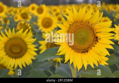 Wunderschöne Sonnenblumen an einem sonnigen Tag mit natürlichem Hintergrund. Selektiver Fokus. Sonnenblumenanbau bei Sonnenaufgang. Natürlicher Hintergrund der Sonnenblumen. Sonnenfluss Stockfoto