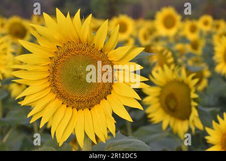 Wunderschöne Sonnenblumen im Sonnenblumenfeld im Sommer. Wunderschöne Sonnenblumen an einem sonnigen Tag mit natürlichem Hintergrund. Selektiver Fokus. Stockfoto