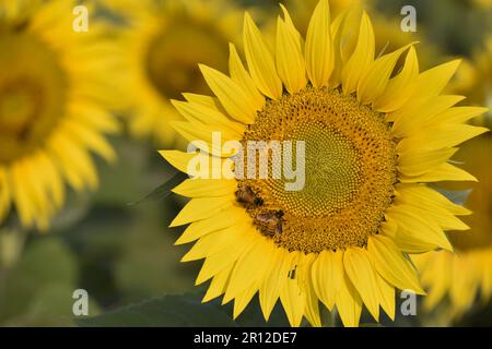 Makroansicht von Honigbienen, die Sonnenblumen bestäuben. Wunderschöne Sonnenblumen an einem sonnigen Tag mit natürlichem Hintergrund. Selektiver Fokus. Stockfoto