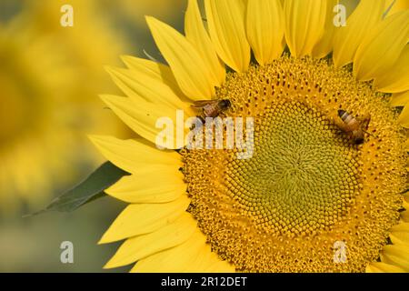 Nahaufnahme der Biene auf der Sonnenblume. Wunderschöne Sonnenblumen an einem sonnigen Tag mit natürlichem Hintergrund. Selektiver Fokus. Stockfoto