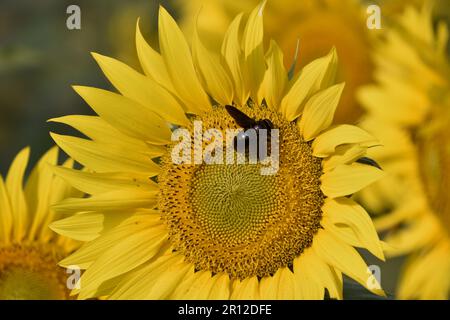 Wunderschöne Sonnenblumen an einem sonnigen Tag mit natürlichem Hintergrund. Makroansicht einer schwarzen Honigbiene, die Sonnenblumen bestäubt. Wunderschöne Sonnenblume an einem sonnigen Tag w Stockfoto