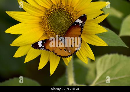 Schmetterling, der Sonnenblumen bestäubt. Makroansicht von Sonnenblumen bestäubenden Schmetterlingen. Wunderschöne Sonnenblumen an einem sonnigen Tag mit natürlichem Hintergrund. Selektiv Stockfoto