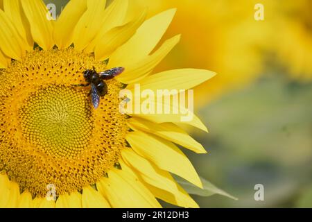 Honigbiene bestäubt Sonnenblumenpflanze. Makroansicht von Honigbienen, die Sonnenblumen bestäuben. Wunderschöne Sonnenblumen an einem sonnigen Tag mit natürlichem Hintergrund. Stockfoto