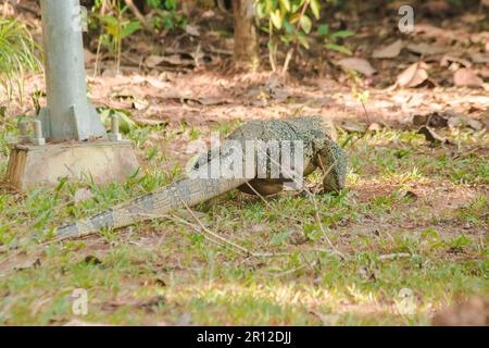 Der Salvator ist ein Reptil. Sie sind von Natur aus aktiv für lebende Schlachtkörper. Stockfoto