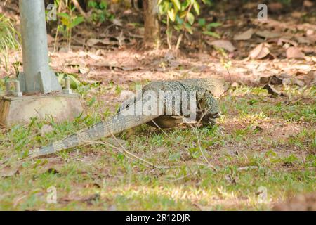 Der Salvator ist ein Reptil. Sie sind von Natur aus aktiv für lebende Schlachtkörper. Stockfoto