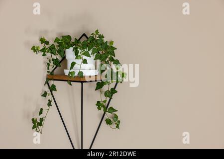 Gegossene hedera Helix oder Efeu-Pflanze auf der Wandregal im Raum. Speicherplatz kopieren Stockfoto
