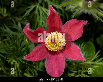 Makroaufnahme einer roten Blume aus Pasqueblüte Stockfoto