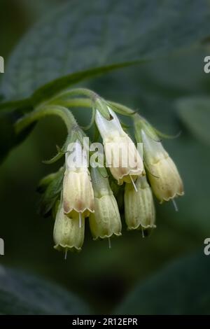 Nahaufnahme der Gemeinen Comfrey (Symphytum officinale) in einem Garten im Frühling Stockfoto