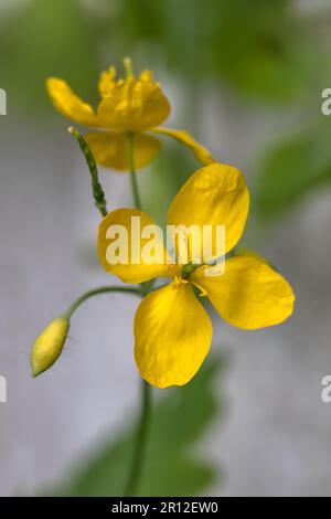 Die Verengung der Blüten des Großzelandins (Chelidonium majus) als Garten im Frühling Stockfoto