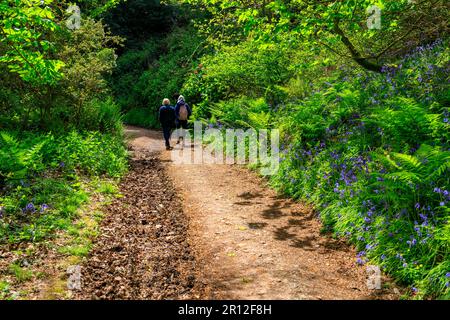 Im Mount Edgcumbe Country Park, Cornwall, England, Großbritannien, gibt es im Wald Schatten, Sonnenschein und Blautöne Stockfoto