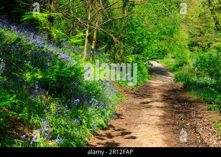 Im Mount Edgcumbe Country Park, Cornwall, England, Großbritannien, gibt es im Wald Schatten, Sonnenschein und Blautöne Stockfoto