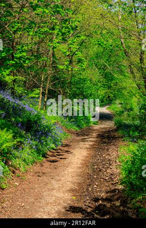 Im Mount Edgcumbe Country Park, Cornwall, England, Großbritannien, gibt es im Wald Schatten, Sonnenschein und Blautöne Stockfoto