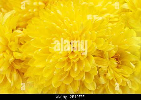 Gelber Chrysanthemblütenhintergrund. Selektiver Fokus Sommer, Herbstpflanzen für Muttertag, Geburtstag, Urlaub. Makro. Speicherplatz kopieren Stockfoto