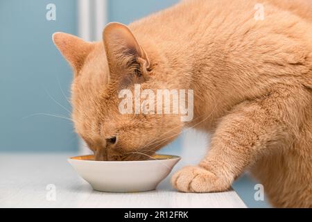 Hauskatze isst aus einer Schüssel auf dem Tisch. Die Katze isst aus einer Schüssel Stockfoto