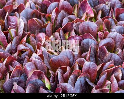 Eng beieinander liegende rote Salatkeimlinge Stockfoto