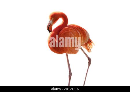 Flamingo, isoliert, abgelöst, zum Bearbeiten. Rosafarbener Vogel. Elegantes Gefieder. Tropischer Vogel. Single im Stehen Stockfoto