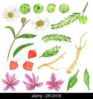 Ein Satz handgezeichneter Aquarellabbildungen. Ayurvedische Pflanzen: amla oder indische Stachelbeere, Ashwaghanda oder indischer Ginseng, Safran und bringaraj. Die Hier Stockfoto