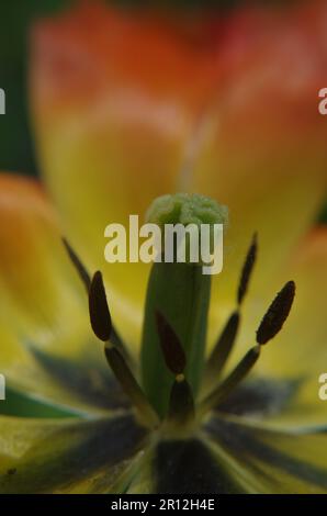 Tulpenblume in Macro Shot. Stockfoto