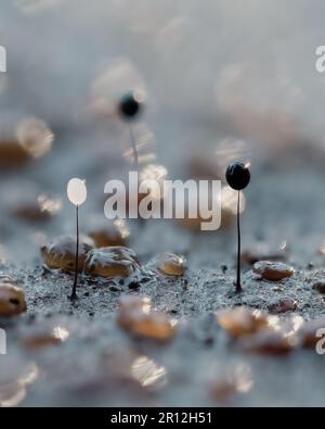 Eine Reihe kleiner, runder Knöpfe, die in Wasser getaucht sind, mit kleinen Steinen, die auf einer schmutzigen Oberfläche verteilt sind Stockfoto