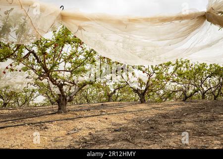 Nektarinen-Obstgarten im Frühjahr sind die Bäume mit Schutznetzen gegen Wetter und Schädlinge bedeckt Stockfoto