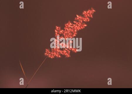 Die Landschaft des Grases ist zum Wind geneigt. Auf dem sonnenbeleuchteten Hintergrund Stockfoto