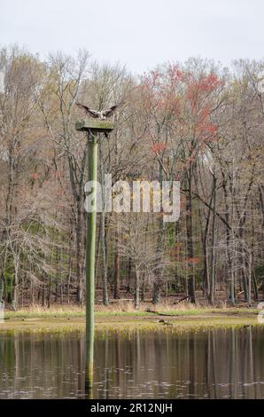 Patuxent Wildlife Research Center in Maryland Stockfoto