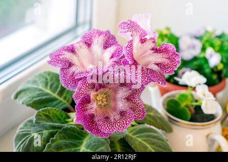 Nahaufnahme von Gloxinia Sinningia speciosa Blüten im Vordergrund und dunkelgrünen Blättern. Pflanzen auf der Fensterbank vor dem Hintergrund des Fensters Stockfoto