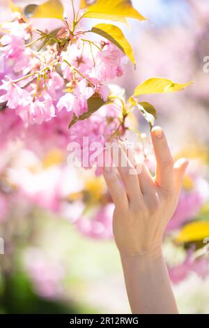 Die Hand einer Frau berührt blühende Zweige eines Sakura-Baumes. Nahaufnahme. Bild mit Hintergrundbeleuchtung. Stockfoto