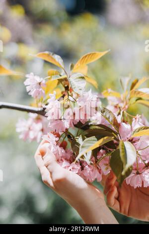 Die Hand einer Frau berührt blühende Zweige eines Sakura-Baumes. Nahaufnahme. Stockfoto