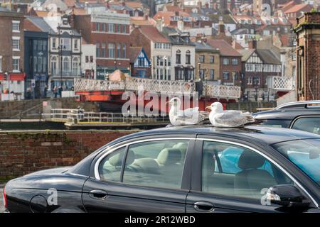 Zwei junge Möwen sitzen auf dem warmen Dach eines Autos in der Nähe des Hafens in der Stadt Whitby, North Yorkshire, Großbritannien. Stockfoto