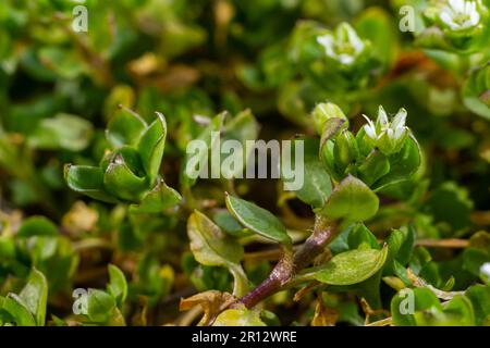 Im Frühling wachsen die Medien in Stellaria in freier Wildbahn. Eine krautige Pflanze, die im Garten oft als Unkraut wächst. Kleine weiße Blüten auf fleischigen grünen Stämmen. Stockfoto