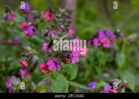 Die Blüte der hellen Pulmonaria im Frühling. Lungenkraut. Blüten verschiedener Violetttöne in einer Blüte. Honigpflanze. Die erste Frühlingsblume. Pu Stockfoto