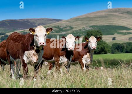 Herdbestand Hereford-Rinder auf Bergweideland, Cumbria, Vereinigtes Königreich. Stockfoto