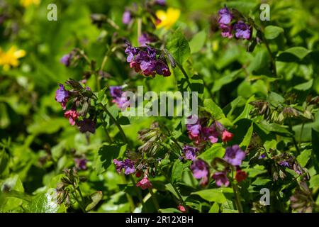 Die Blüte der hellen Pulmonaria im Frühling. Lungenkraut. Blüten verschiedener Violetttöne in einer Blüte. Honigpflanze. Die erste Frühlingsblume. Pu Stockfoto