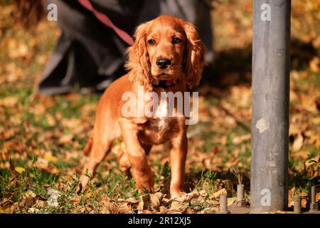 Süßes Hündchen mit üppigem orangefarbenem/rotem Fell. Umgeben von grünem Gras und Herbstblättern. Herbstumgebung im IOR Park, Bukarest. Stockfoto