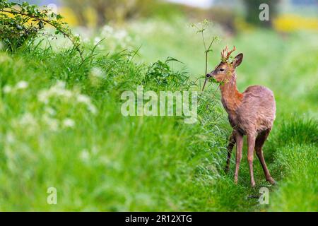 Ein jähzender Bock mitten in seinem Frühling in einem bevorzugten Hecken-Lebensraum. Sein Zwillingsbruder ist in der Nähe und pflegt ein gebrochenes Bein. Stockfoto