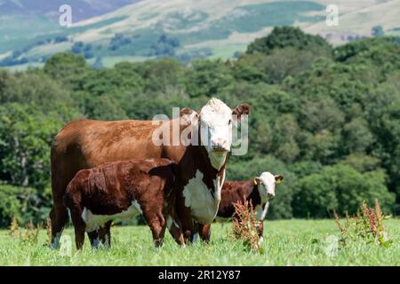 Hereford-Kalb, das auf einer Berglandweide am Rande der Howgill Fells in Cumbria, Vereinigtes Königreich, von seiner Mutter absaugt. Stockfoto