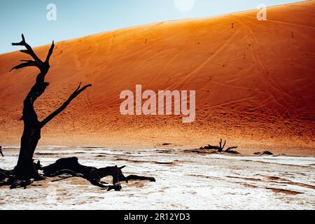 Ein toter Baum steht allein auf einem schneebedeckten Feld in der Nähe einer markanten orangefarbenen Sanddüne, im Kontrast zu einem strahlend blauen Himmel Stockfoto