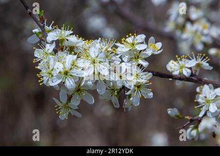 Schwarzdorn prunus spinosa Schlehen-Pflanze Strauß weiße Blume Blütenblüte Blütendetails Frühling wilde Früchte. Stockfoto