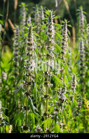 Leonurus cardiaca, auch bekannt als Mutterkraut. Andere gebräuchliche Namen sind Wurfmaische, Löwenohr und Löwenschwanz. Heilpflanze. Wächst in der Natur. Stockfoto