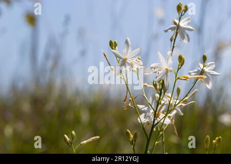 Zerbrechliche weiße und gelbe Blüten von Anthericum ramosum, sternförmig, wachsen auf einer Wiese in wilder Wildnis, verschwommener grüner Hintergrund, warme Farben, helles an Stockfoto