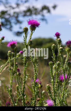 Gesegnete Milchdistel Blumen auf dem Feld, Nahaufnahme. Silybum-Marihuanum-Heilmittel, Mariendistel, Mariendistel, Mariendistel, Cardus mar Stockfoto